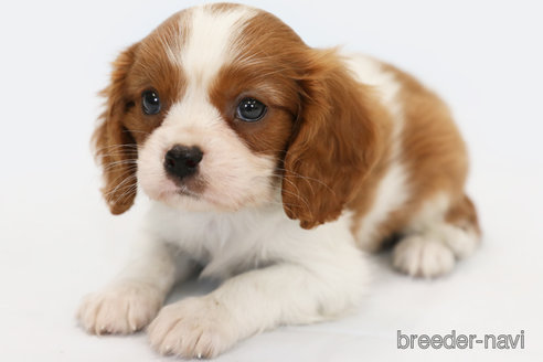 成約済の神奈川県のキャバリアキングチャールズスパニエル-248615の5枚目